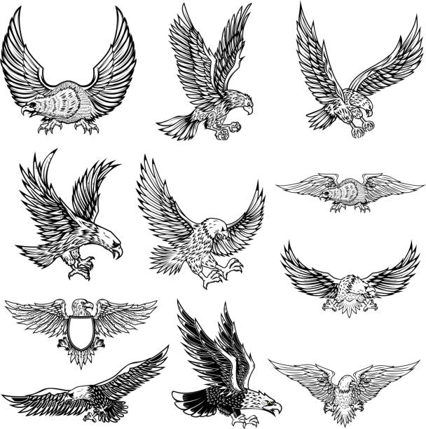 иллюстрация летающего орла, изолированного на белом фоне. - орёл stock illustrations