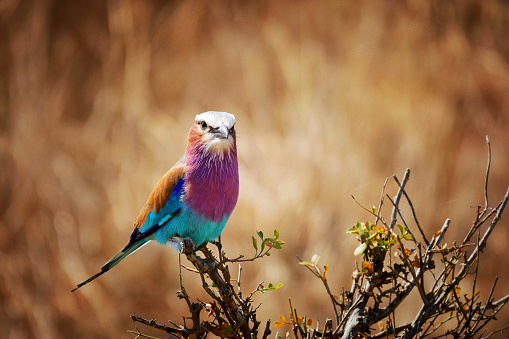 Close-up of a lilac- breasted roller  in the Mikumi National Park in Tanzania.
