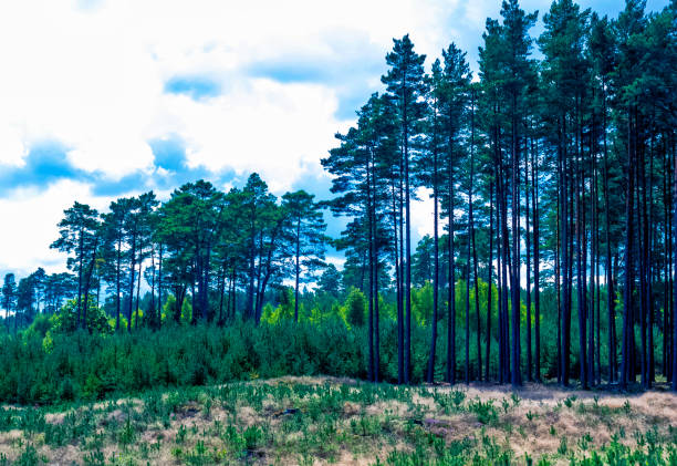Polish wild forest - Slowinski National Park, Poland