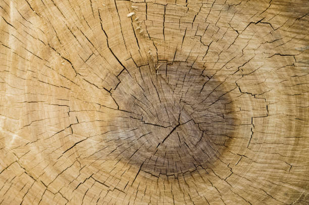 istock Distressed wooden boards background 1038126112