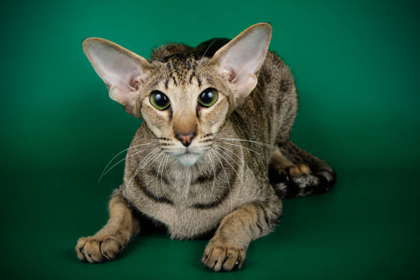 istock Oriental cat on colored backgrounds 1038134058