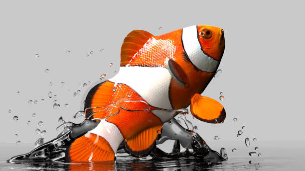 istock Gray background and clown fish underwater and jumping out realistic 3d render 1038139106