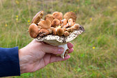 Eatable mushroom armillaria