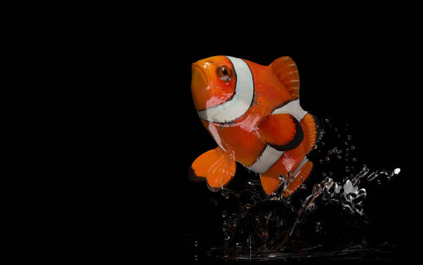 istock Ocellaris clownfish in air, jumping high above the water surface 1038140474