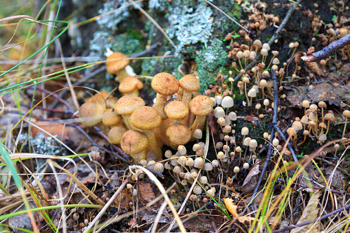 Fungus Armillaria