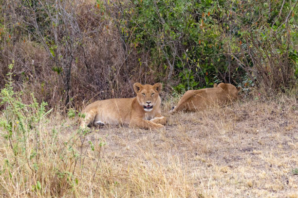 istock A young lioness in a thick bush. Kenya, Africa 1038143590