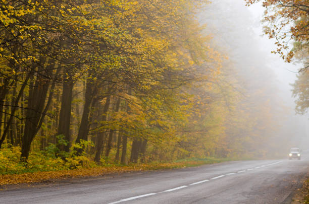 istock Road in the autumn forest. Selective focus 1038143756