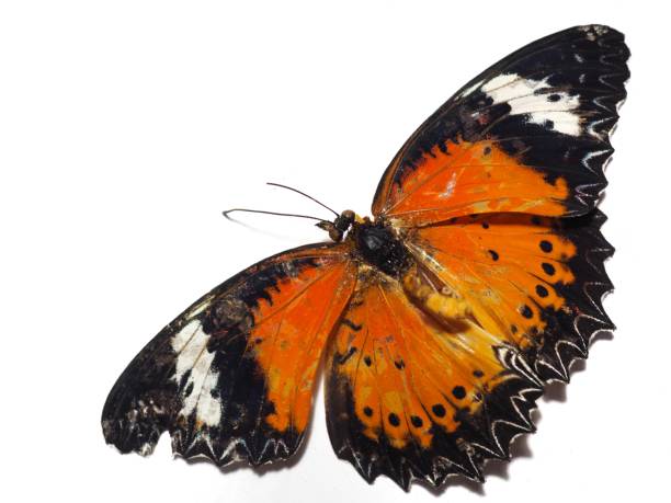 istock Dead orange butterfly On a white background 1038148158