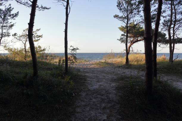 istock Sandy footpath to the beach and open sea with trees and beach grass in September, just before sunset 1038148566