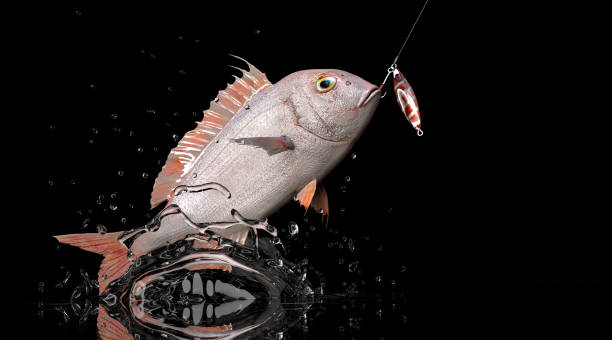 istock Red snapper fish catched with jigging. Jumped out of water black background 1038148924