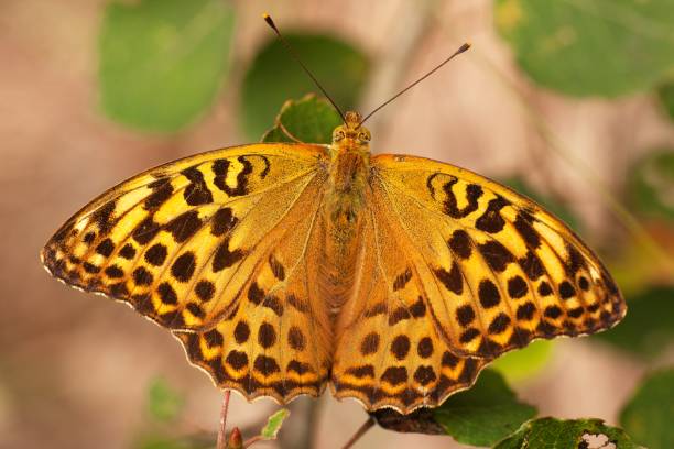 mariposa argynnis adippe - argynnis fotografías e imágenes de stock