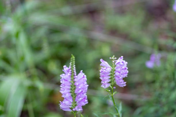 istock Physostegia virginiana 1038158196
