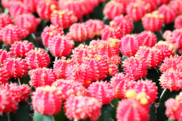 istock texture of red cactus decorative plant. 1038161074