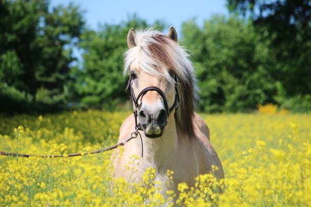 fjord horse is standing in a rape field stock photo
