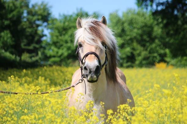 cavalo de fiorde está de pé em um campo de estupro - bianca - fotografias e filmes do acervo