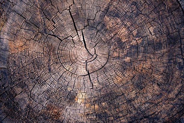 fondo de textura de anillos de árboles - cross shape wood cross old fotografías e imágenes de stock