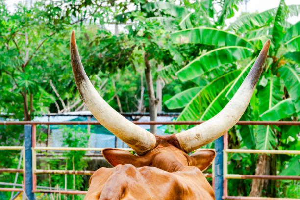 Close up of the head of a Hungarian cow with very large horns, and behind it the big horns of another Hungarian cow. And a metal fence with grass and a tree trunk in the background.