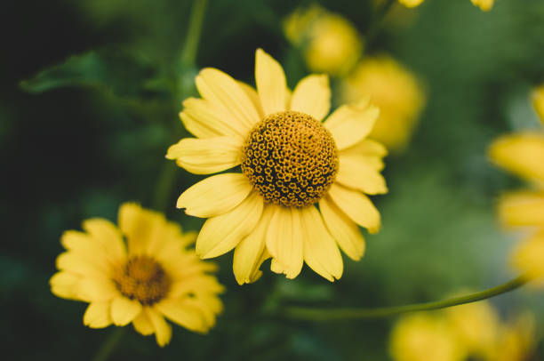 istock Beautiful yellow flowers in full bloom 1038181952