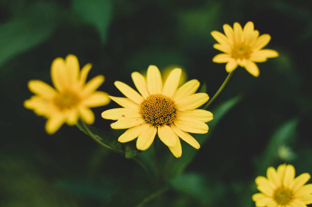 istock Beautiful yellow flowers in full bloom 1038182032