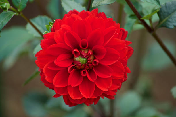 istock Red dahlia in garden. 1038187490