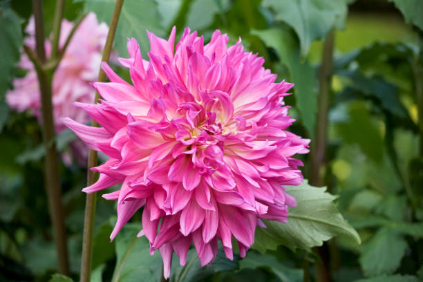 istock Pink dahlia in garden. 1038187536