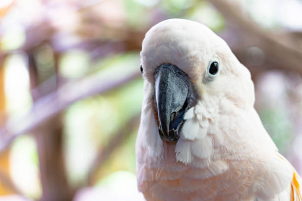 istock Severe white macaw Parrot,Close up The Chestnut fronted Macaw 1038188466