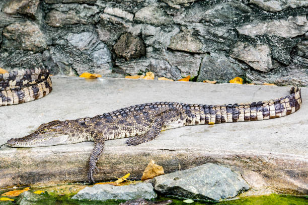istock Crocodile in nature,Dangerous animals. 1038191148