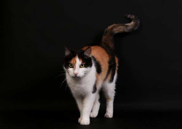 istock tricolored cat in the studio 1038191668