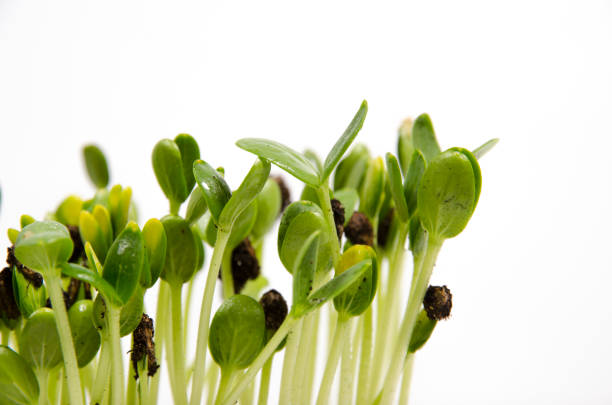 Young sprouts of watermelon in a clay pot on a white background.