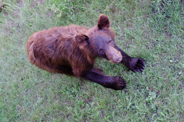 istock Young Bear in the wild 1038192718