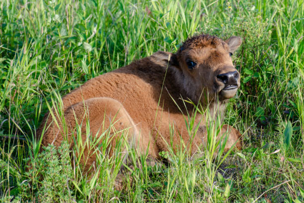 bébé veau de bisons dans le parc national du mont-riding - manitoba prairie landscape canada photos et images de collection