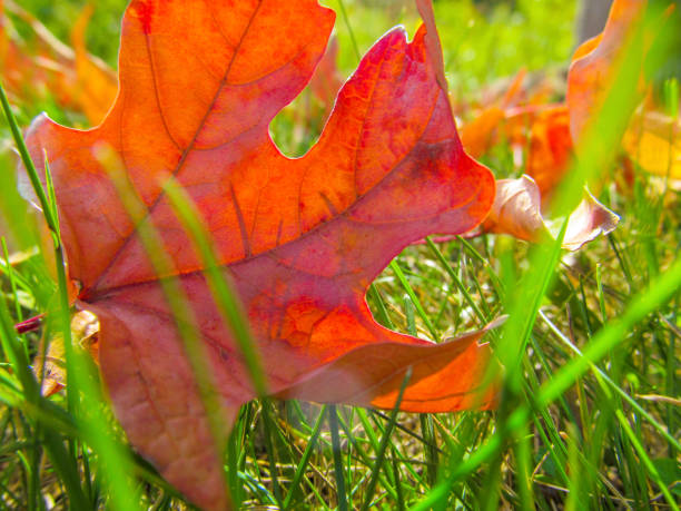 istock Red autumn leaves on green grass. 1038201442