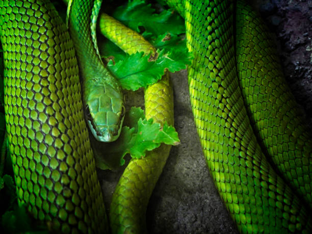 istock Close-up of a green snake 1038207536