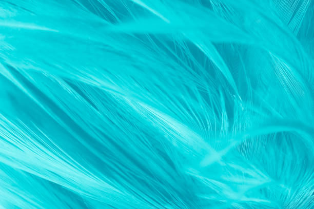 istock feather color turquoise emerald green background 1038207602
