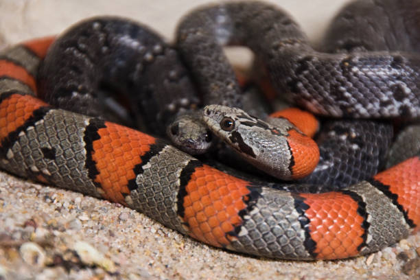 istock Gray banded and gray king snake 1038207640