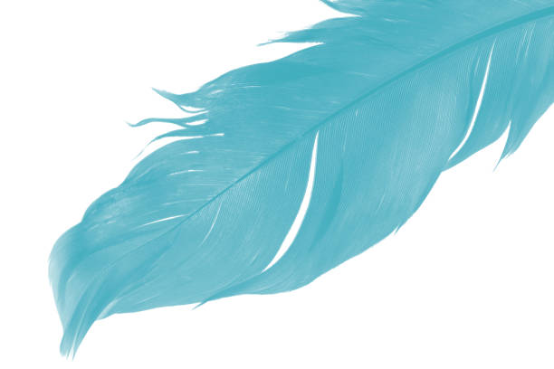 istock feather color turquoise emerald green on white background 1038207648