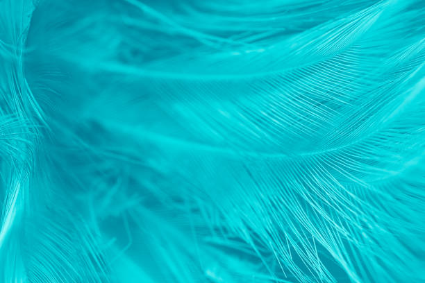 istock feather color turquoise emerald green background 1038207658