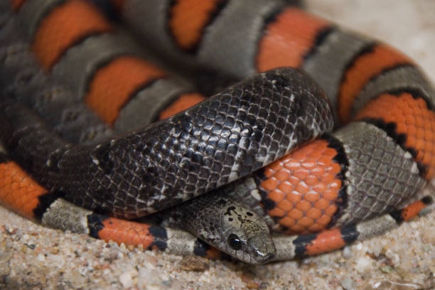 istock Gray banded and gray king snake 1038207694