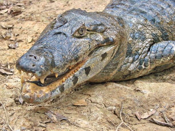 istock Rurrenabaque jungle and selva tours around Rio Yacuma 1038207904