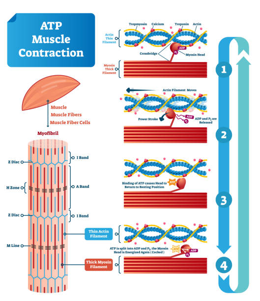 atp の筋肉の収縮サイクル ベクトル図ラベル教育スキーム - actin点のイラスト素材／クリップアート素材／マンガ素材／アイコン素材