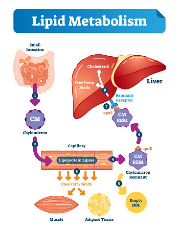 Lipid metabolism vector illustration infographic. Labeled medical cycle scheme with small intestine, chylomicron, capillary, free fatty acids, cholesterol and liver.