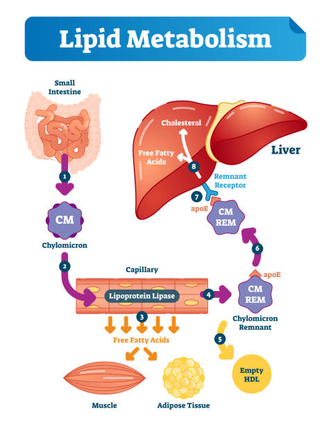 Lipid metabolism vector illustration infographic. Labeled medical scheme. Lipid metabolism vector illustration infographic. Labeled medical cycle scheme with small intestine, chylomicron, capillary, free fatty acids, cholesterol and liver. metabolism illustrations stock illustrations