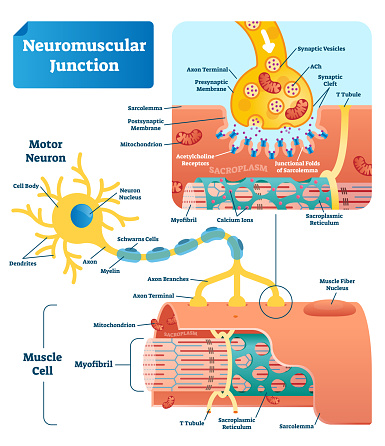 Neuromuscular junction vector illustration scheme. Labeled medical infographic. Motor neuron and muscle cell structure closeup. Diagram with myofibril and muscle fibers.