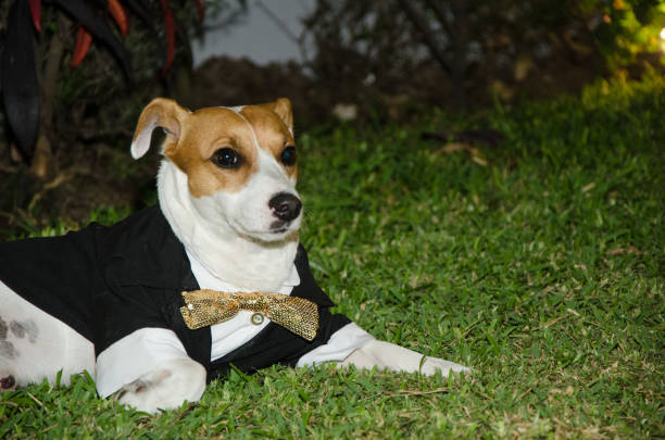 istock Jack russell dog dressed smartly, dog with tie 1038209656