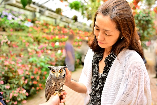 Japanese woman is holding a northern white-faced owl, named Pon-chan, at Fuji Kachoen (Flowers & Birds) Garden Park, Fujinomiya City, Shizuoka Prefecture.
The Northern White-faced Owl is a small grayish-brown owl with long ear-tufts and a black-rimmed white face. A member of this species “Popo-chan” was the subject of a Japanese television show.