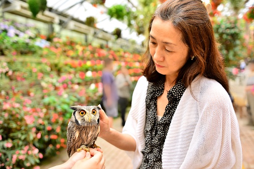 Japanese woman is holding a northern white-faced owl, named Pon-chan, at Fuji Kachoen (Flowers & Birds) Garden Park, Fujinomiya City, Shizuoka Prefecture.
The Northern White-faced Owl is a small grayish-brown owl with long ear-tufts and a black-rimmed white face. A member of this species “Popo-chan” was the subject of a Japanese television show.