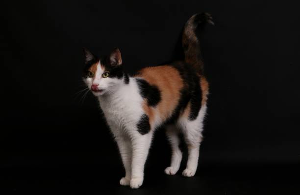 istock funny standing tricolored cat in the studio 1038218016