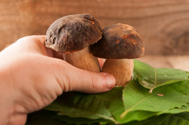istock Hand collect two porcini mushrooms 1038221810