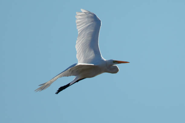 istock Great egret flying in beautiful light a North California marsh 1038222324