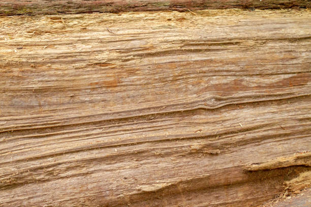 grain de bois d’un séquoia - lumber industry timber tree redwood photos et images de collection